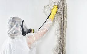 Best Mold Remediation for Healthcare Facilities  in Powder Springs, GA